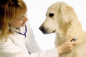 chien avec vétérinaire