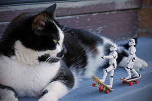 chat avec stormtrooper