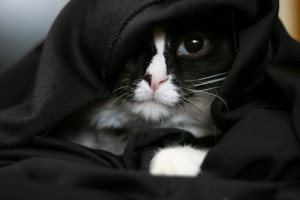 chat déguisement star wars sith