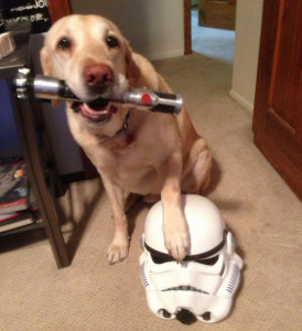 chien avec casque stormtrooper