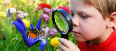 enfant observant méticuleusement un papillon
